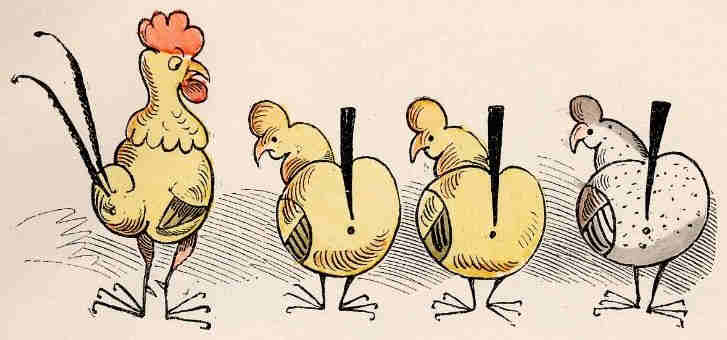 Drei Hühner und ein Hahn